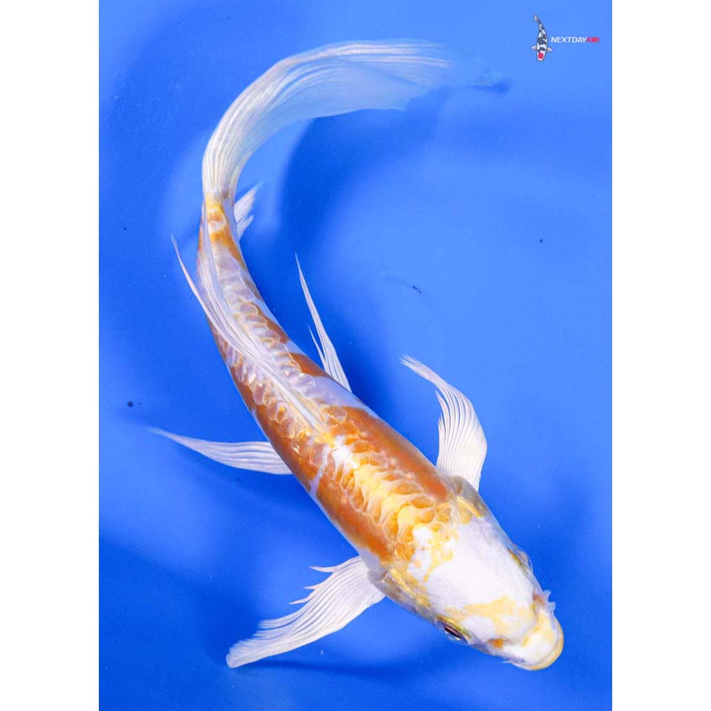 7” Imported Doitsu Lemon Hariwake Butterfly Koi