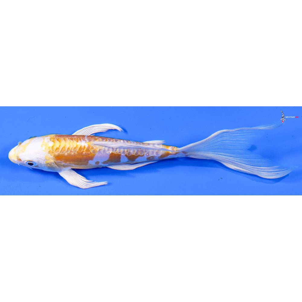 7” Imported Doitsu Lemon Hariwake Butterfly Koi