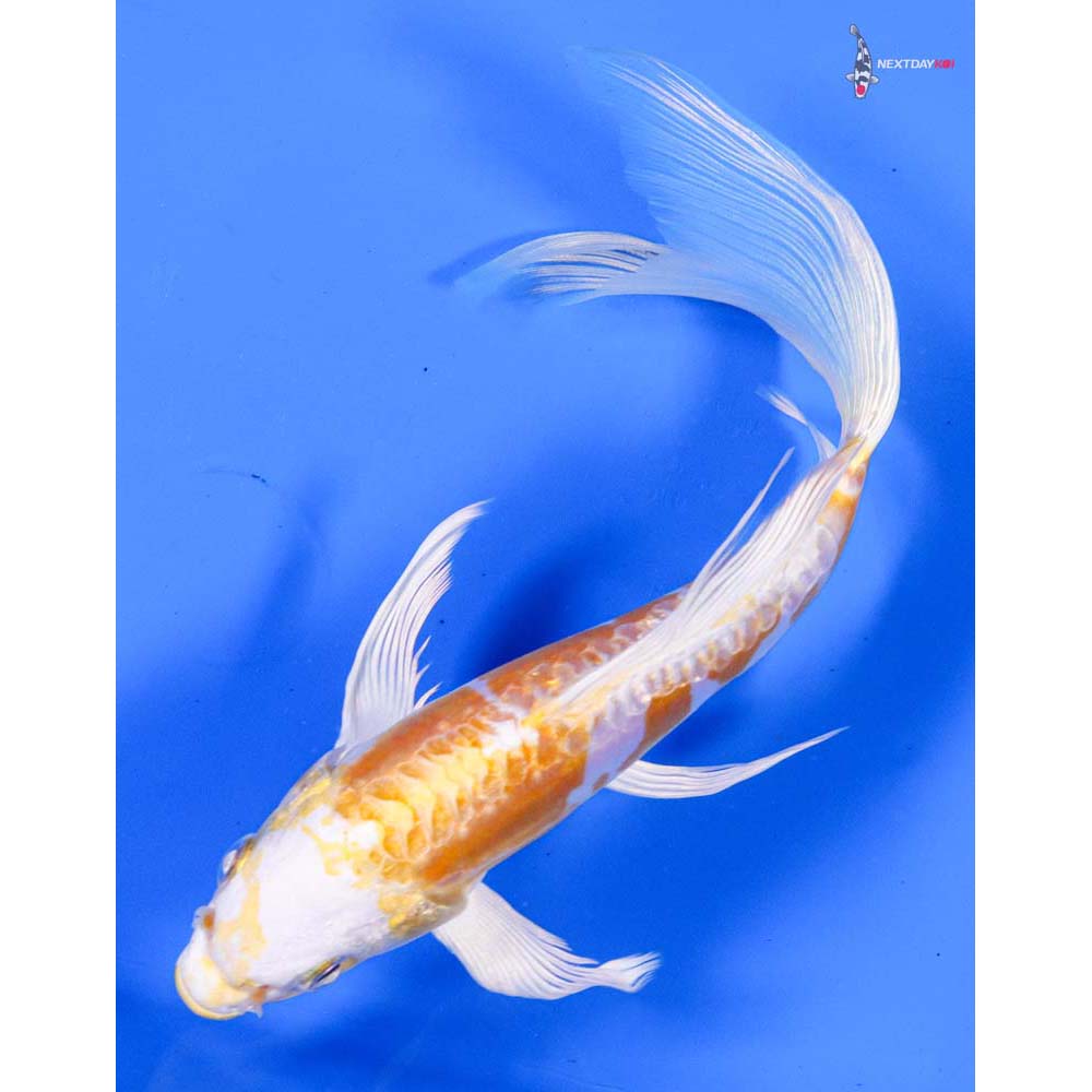 7” Imported Doitsu Lemon Hariwake Butterfly Koi