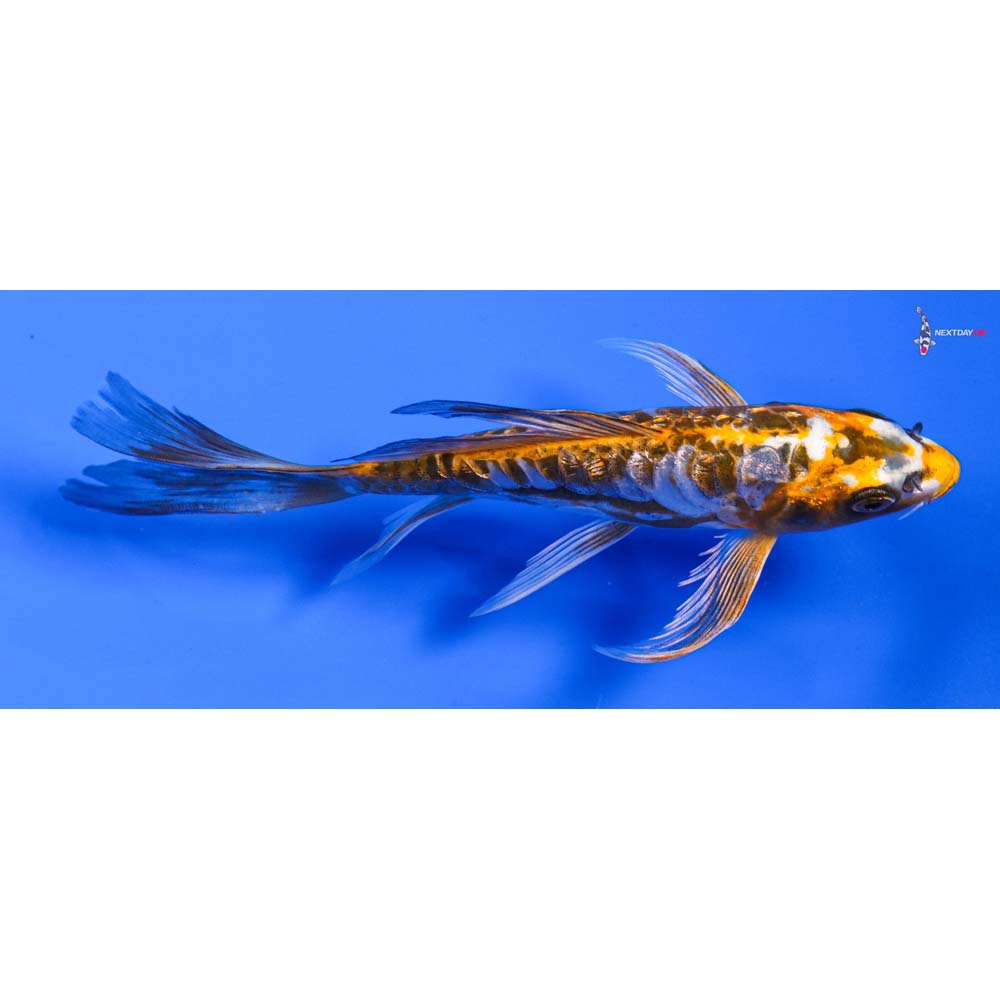 6” Imported Doitsu Gin Rin Kujaku Butterfly Koi