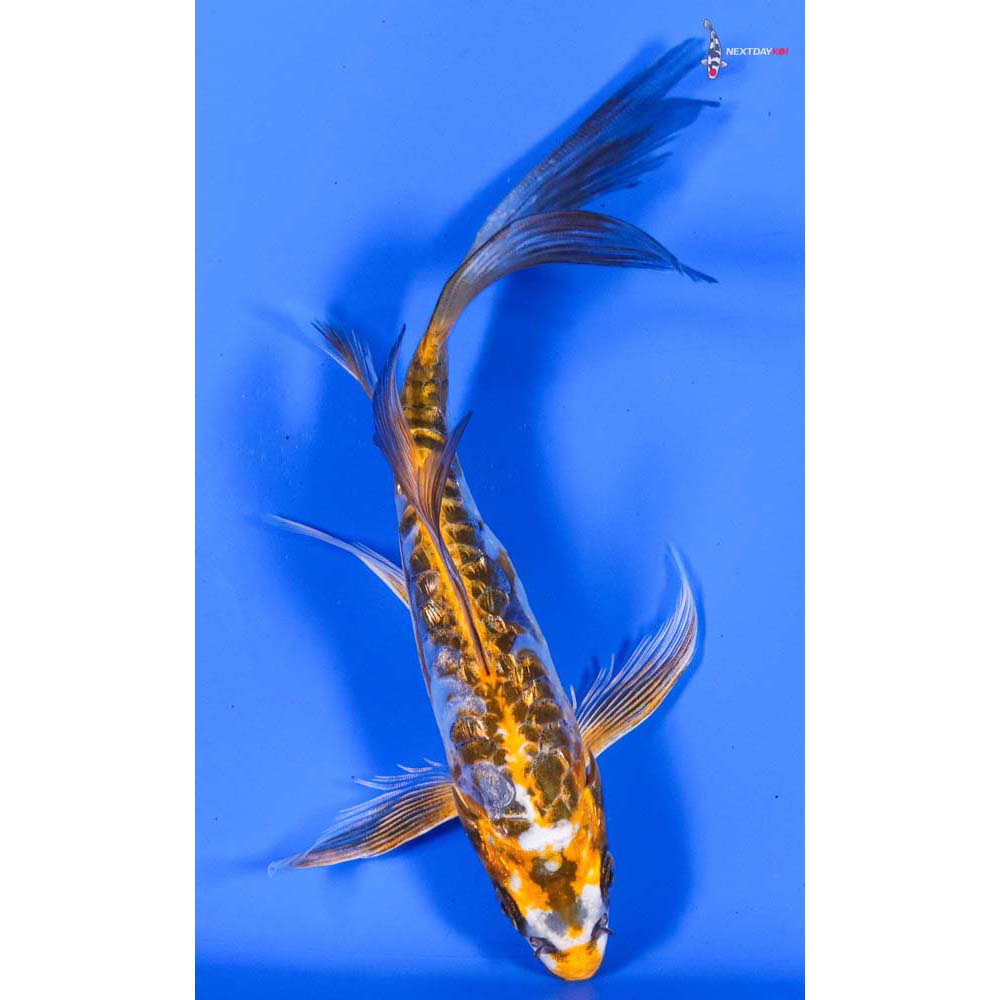 6” Imported Doitsu Gin Rin Kujaku Butterfly Koi