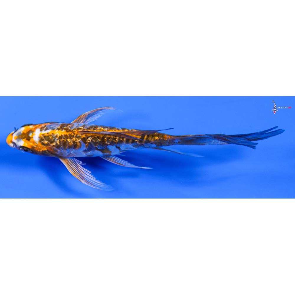 6” Imported Doitsu Gin Rin Kujaku Butterfly Koi