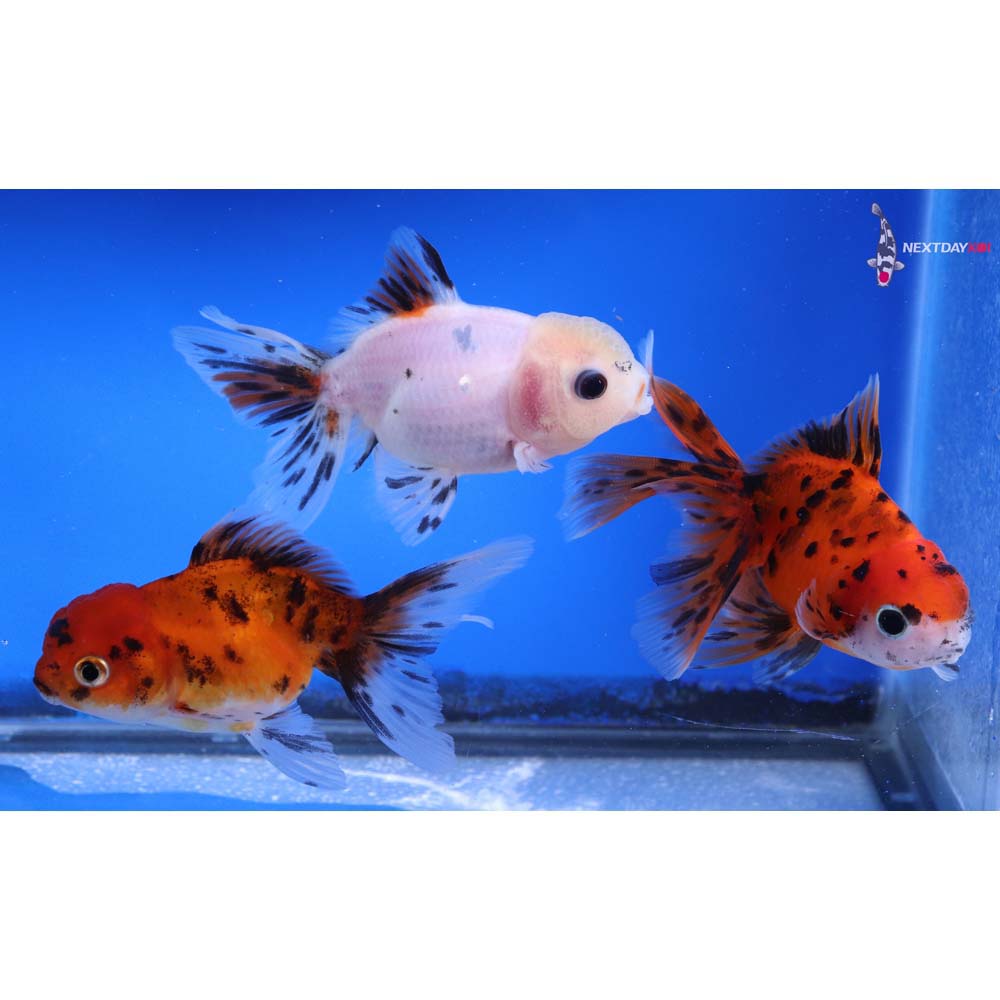 Lot of (3) 3-3.5” Imported Calico Fantail