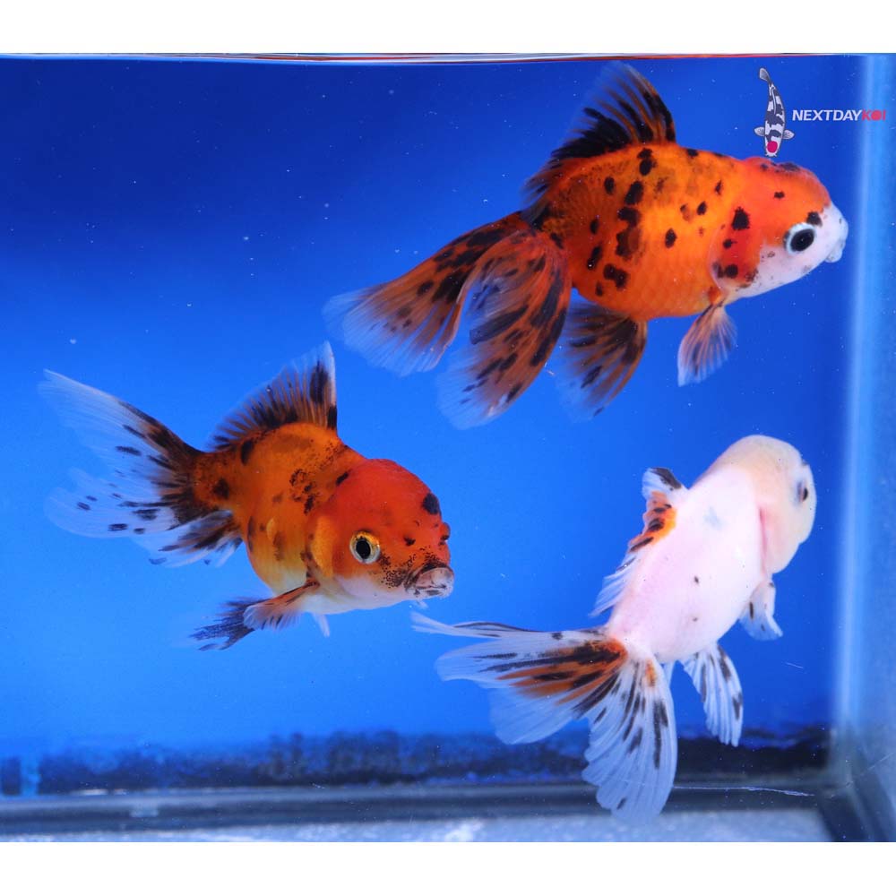 Lot of (3) 3-3.5” Imported Calico Fantail