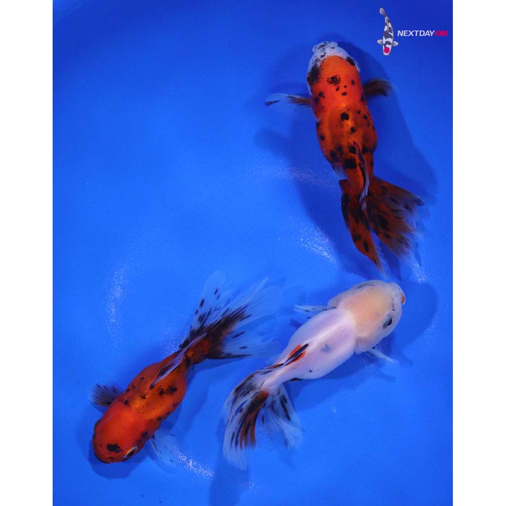 Lot of (3) 3-3.5” Imported Calico Fantail