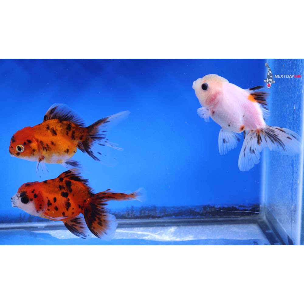 Lot of (3) 3-3.5” Imported Calico Fantail