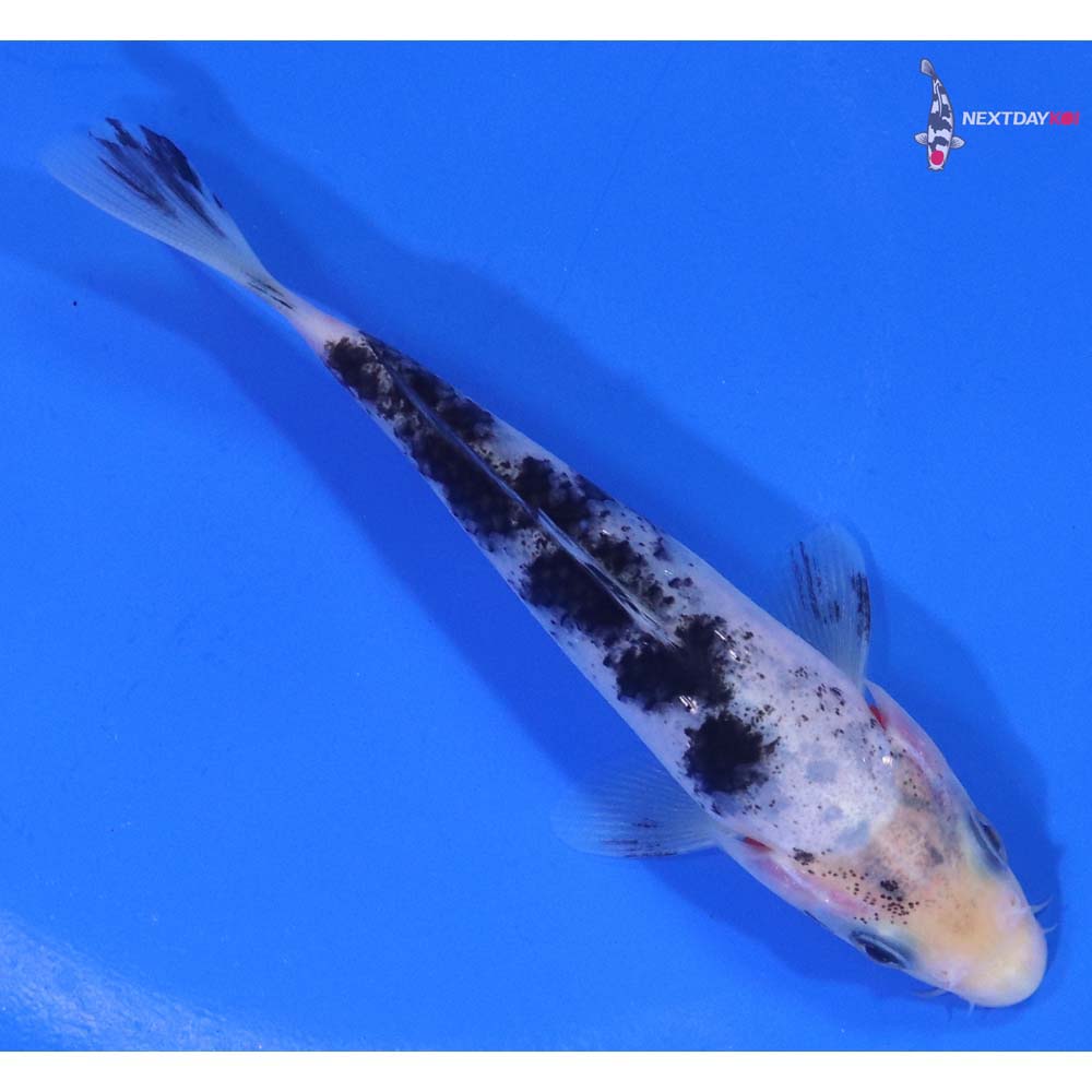 4.5” Imported Shiro Bekko