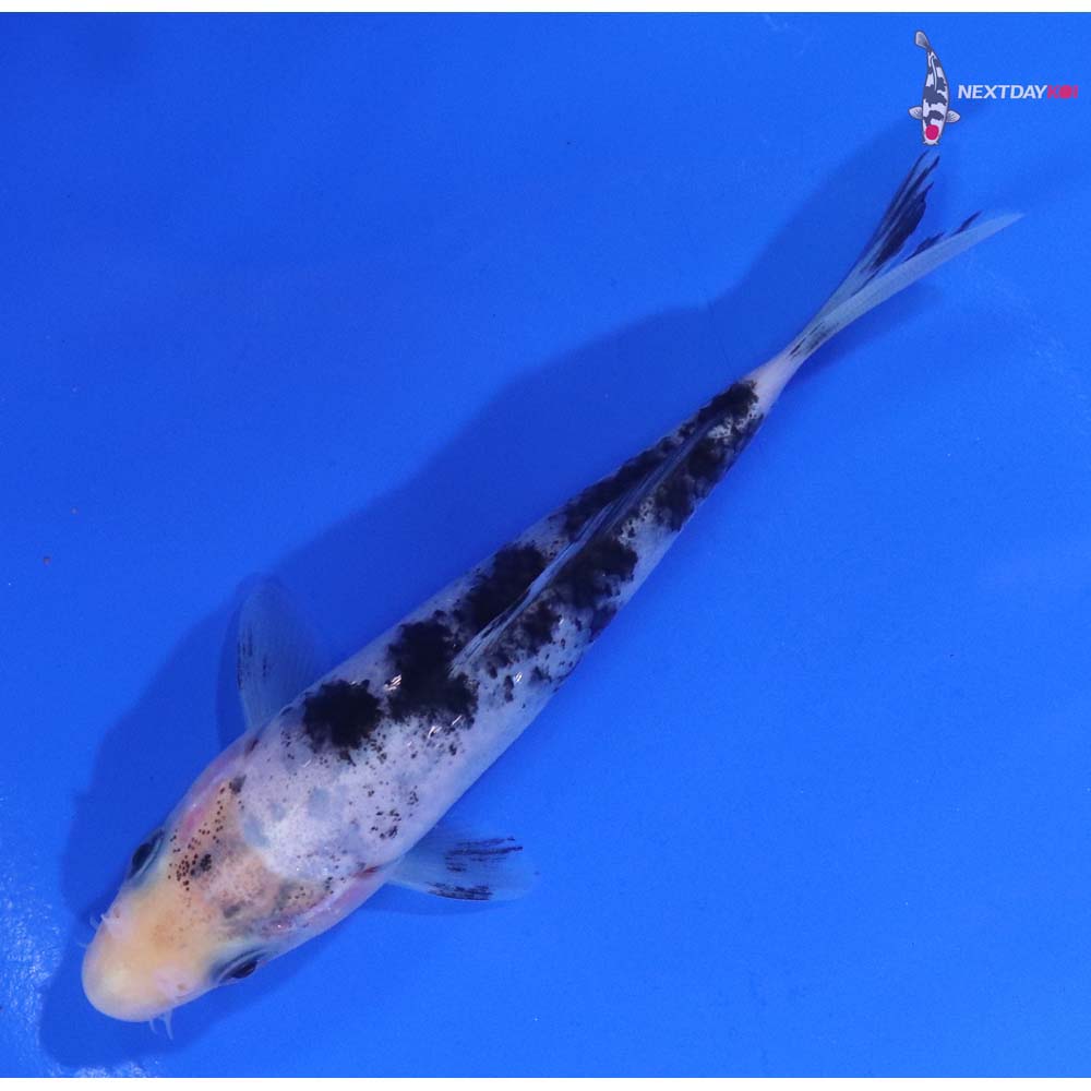 4.5” Imported Shiro Bekko