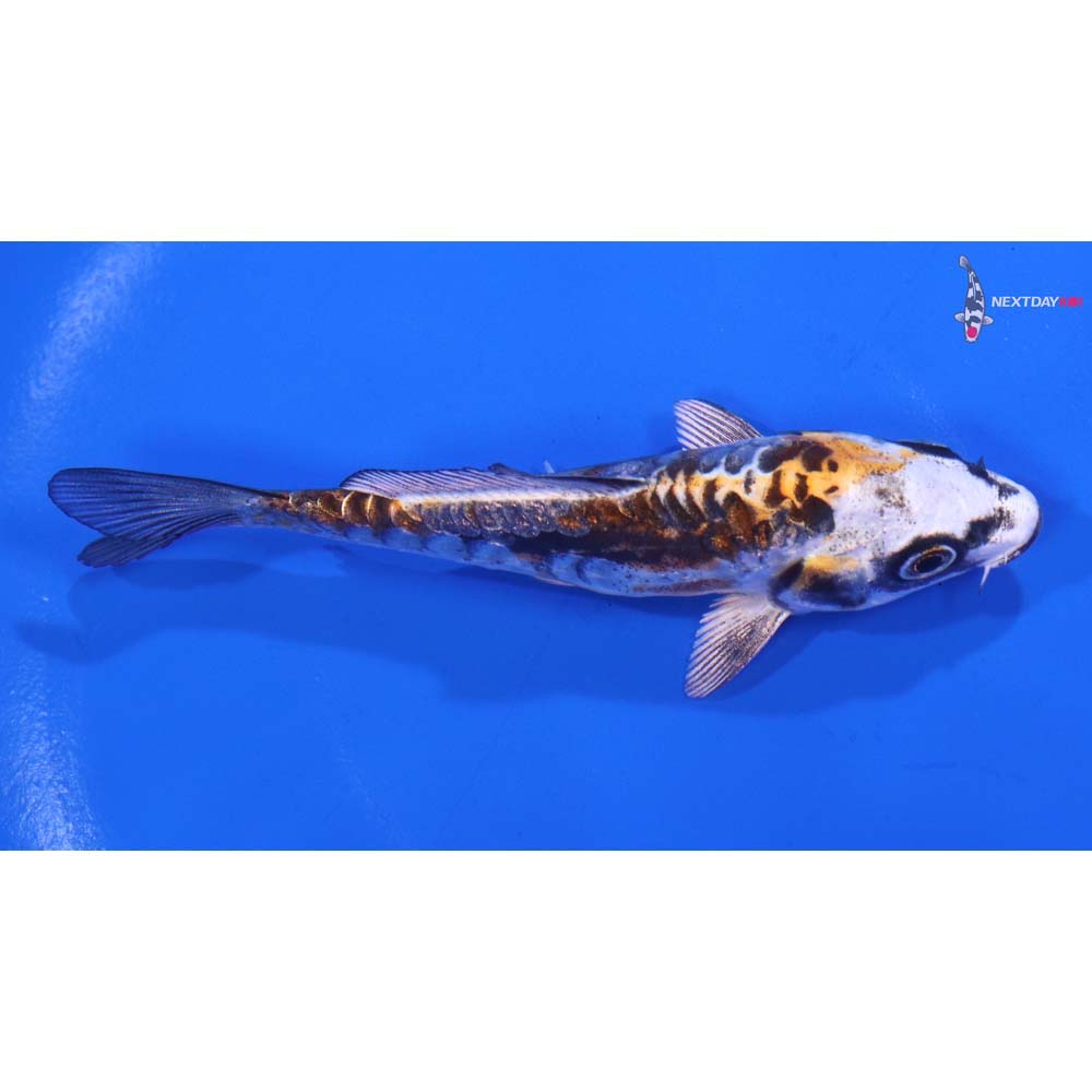 4.5” Imported Kin Kikokuryu