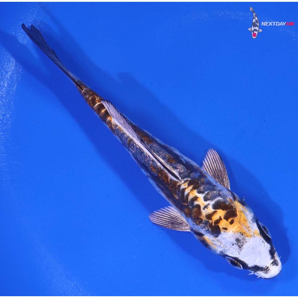 4.5” Imported Kin Kikokuryu