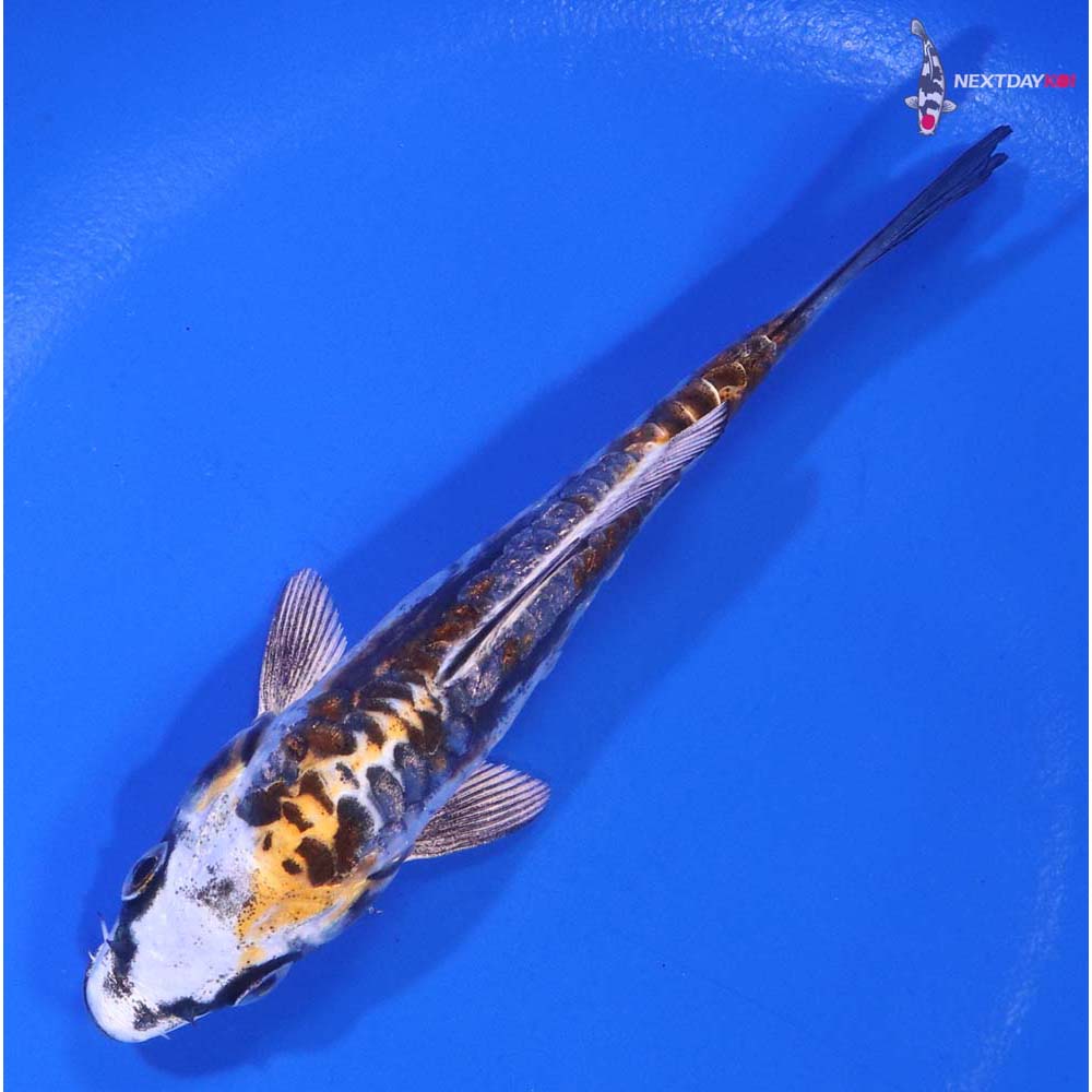 4.5” Imported Kin Kikokuryu