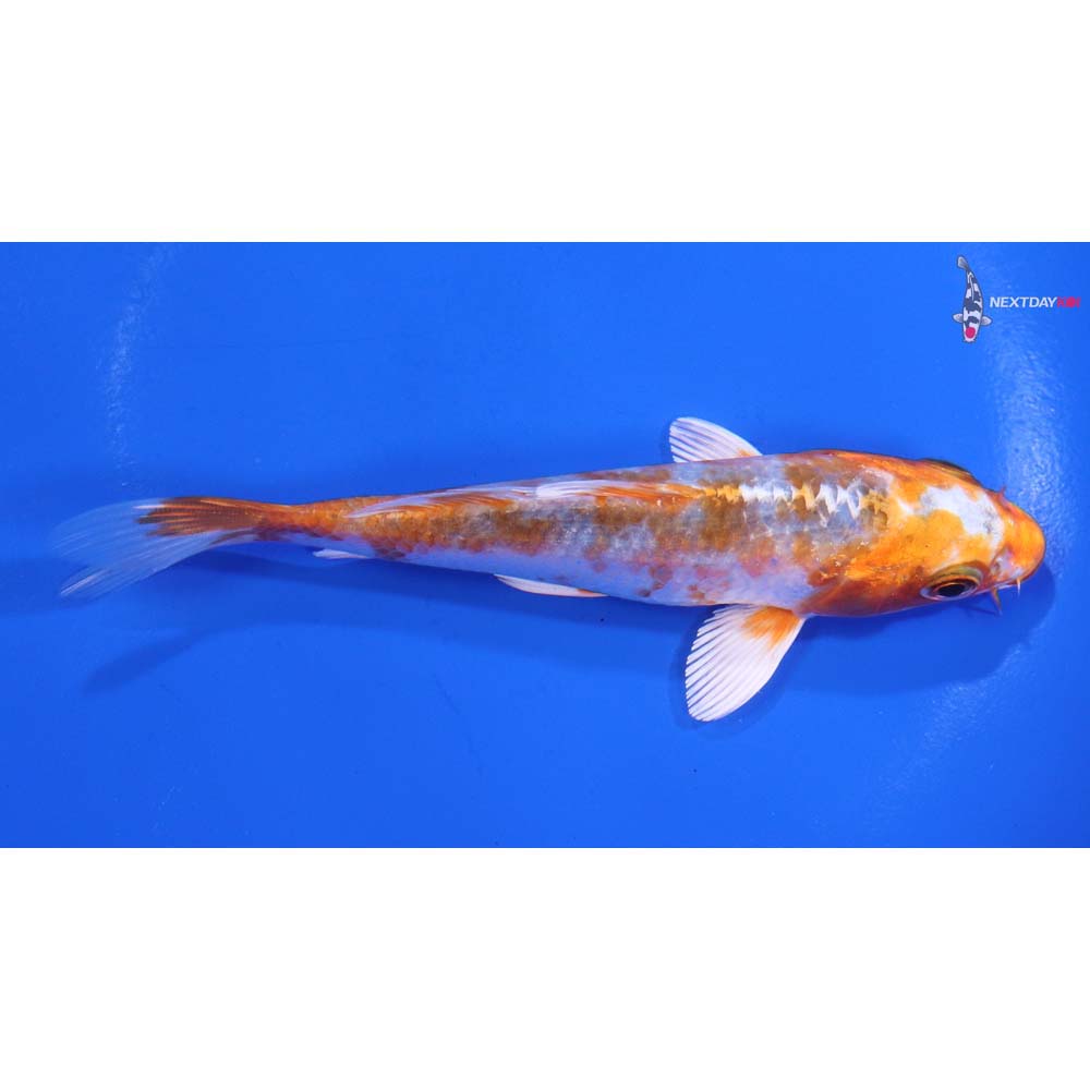 4.5” Imported Kujaku