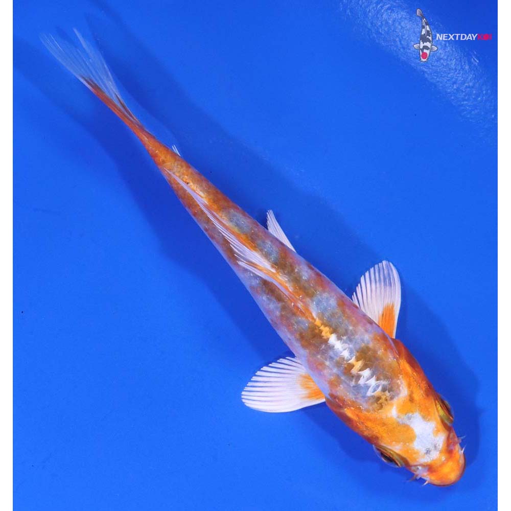 4.5” Imported Kujaku