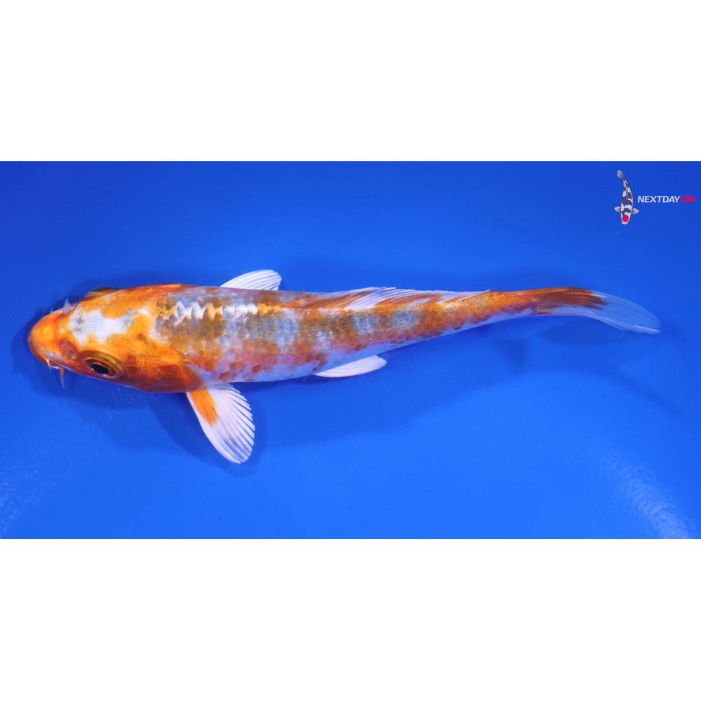 4.5” Imported Kujaku
