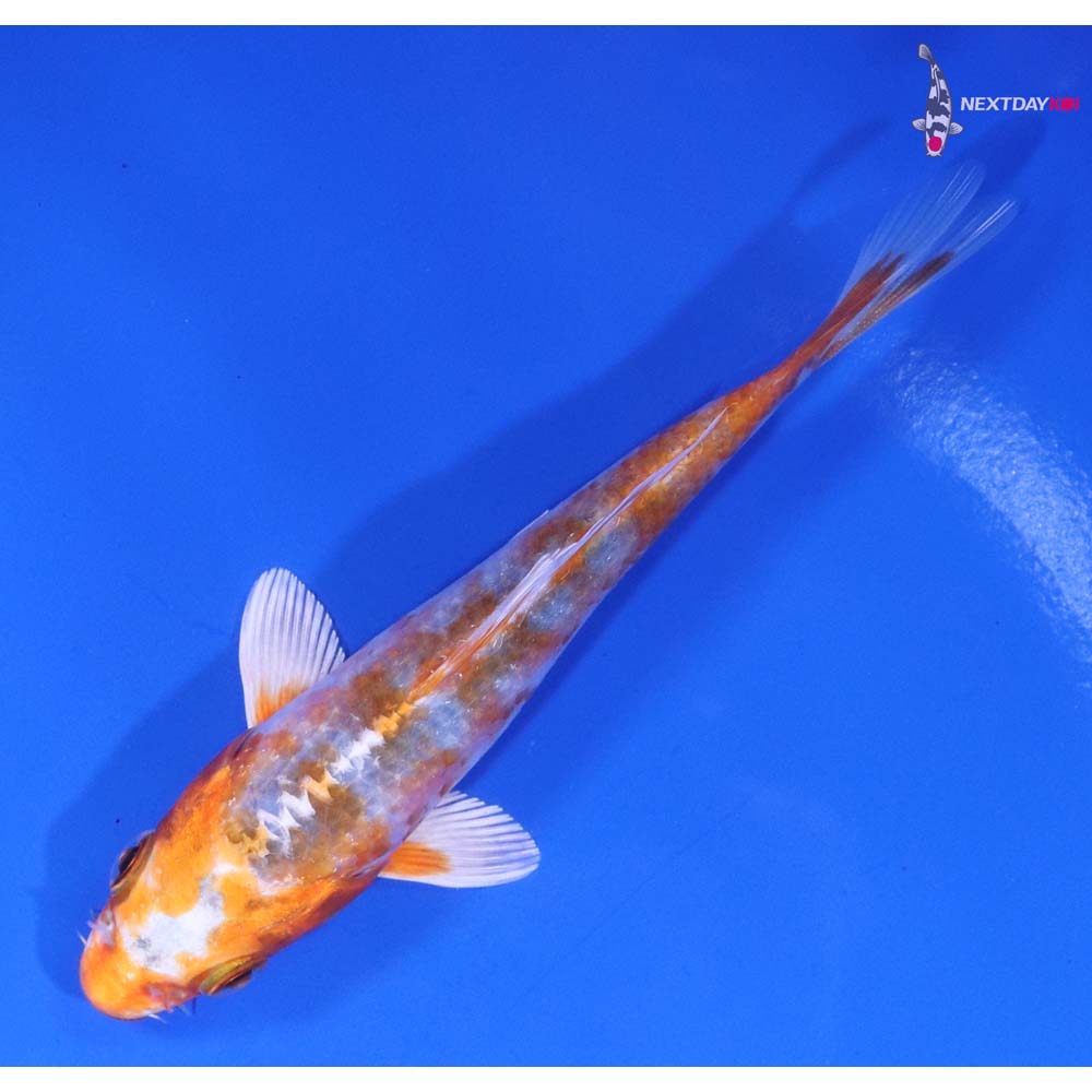 4.5” Imported Kujaku