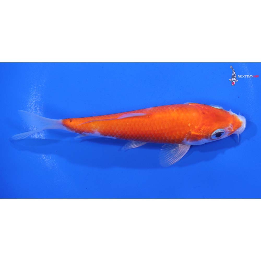 4.5” Imported Kohaku