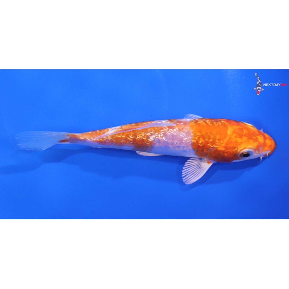 4.5” Imported Gin Rin Hariwake