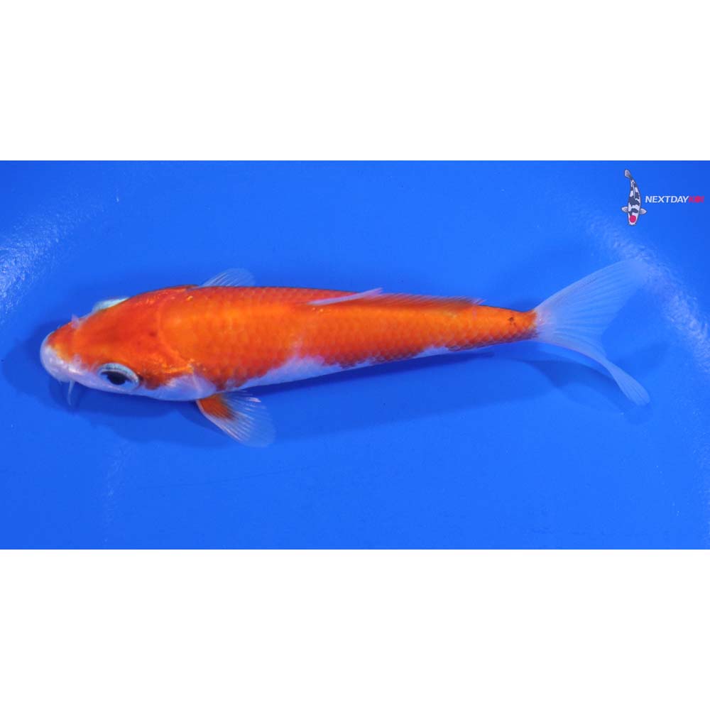 4.5” Imported Kohaku