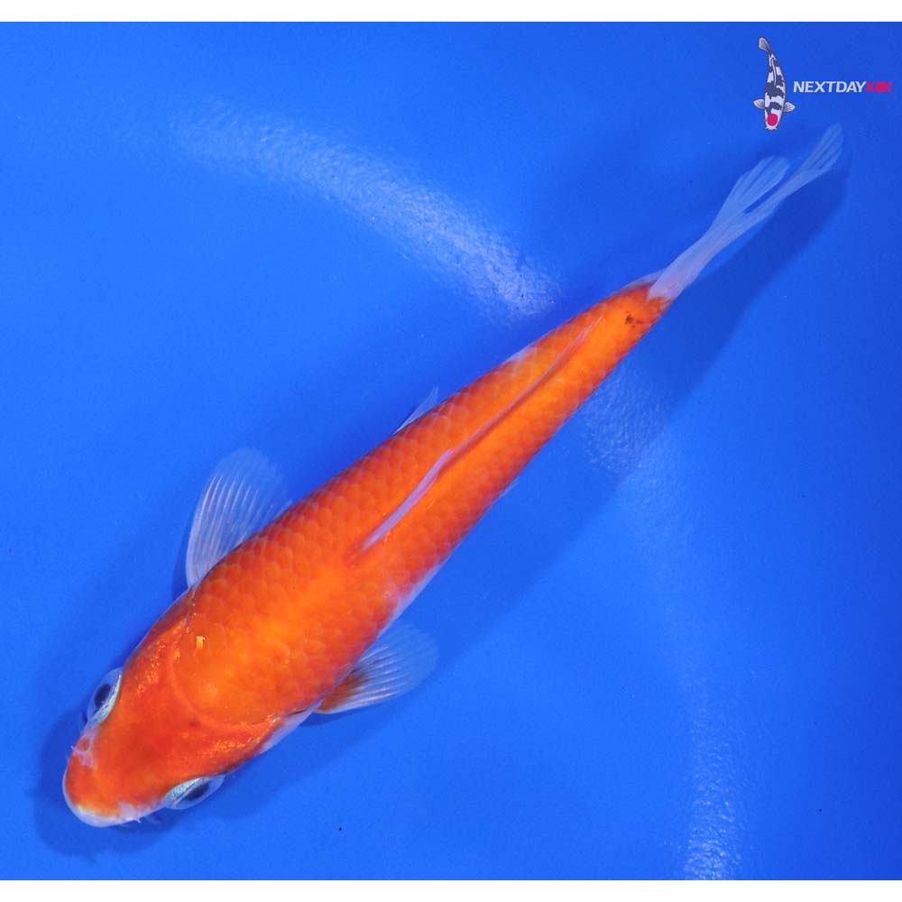 4.5” Imported Kohaku