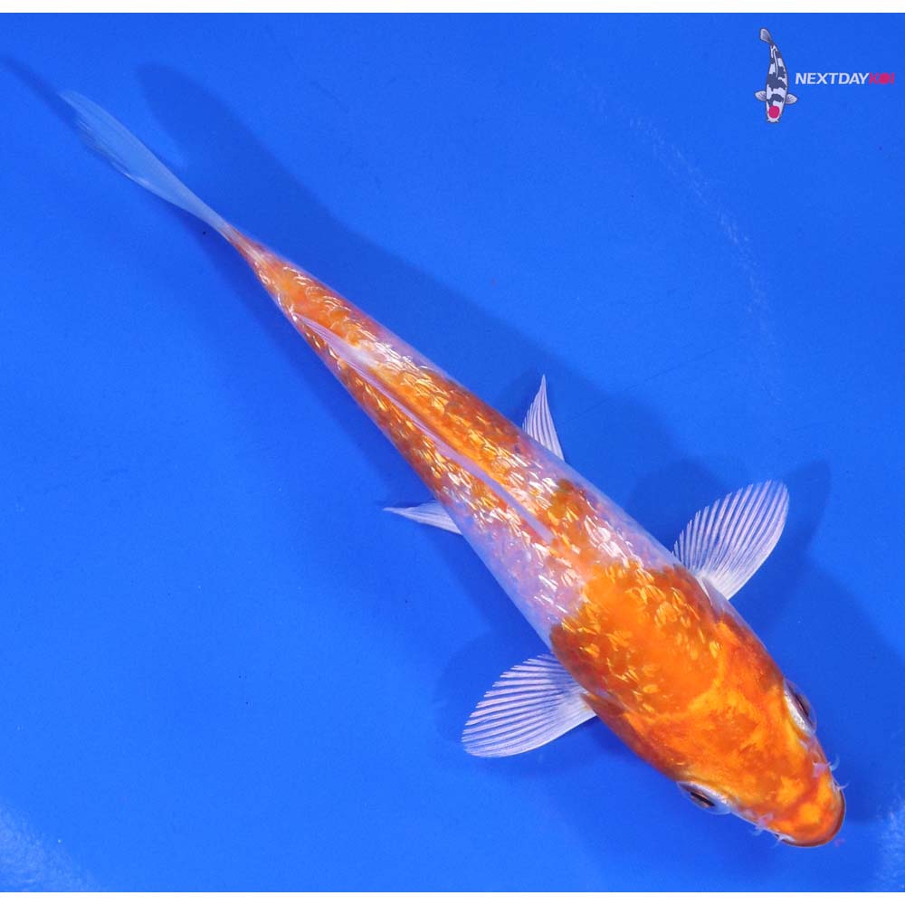 4.5” Imported Gin Rin Hariwake