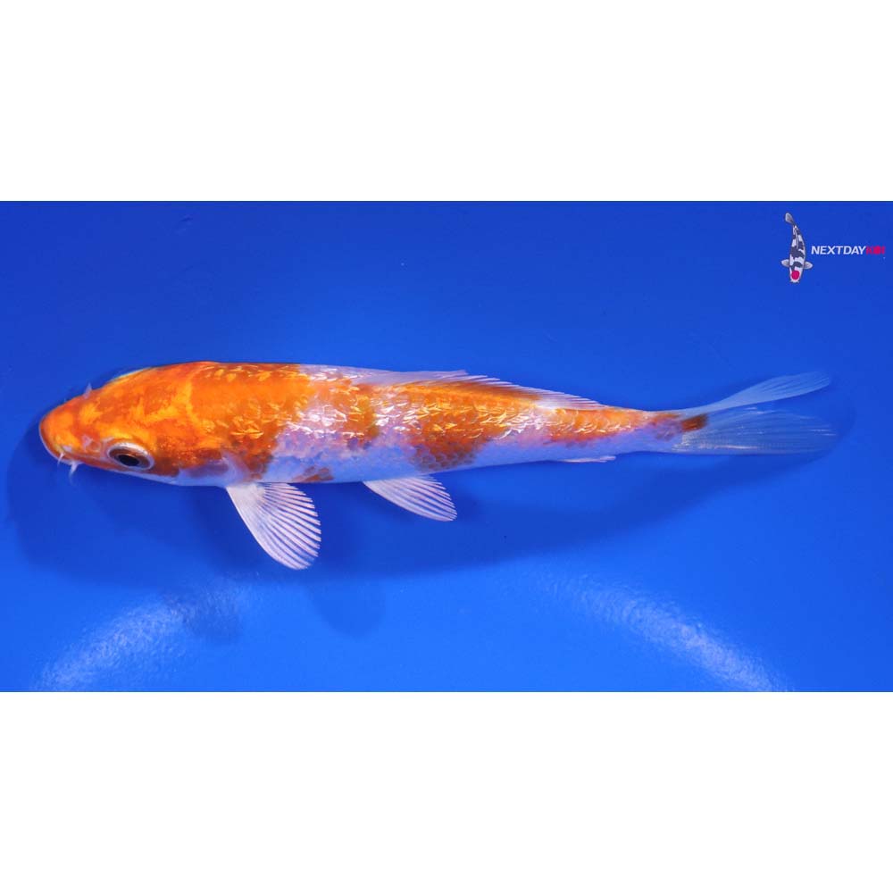 4.5” Imported Gin Rin Hariwake