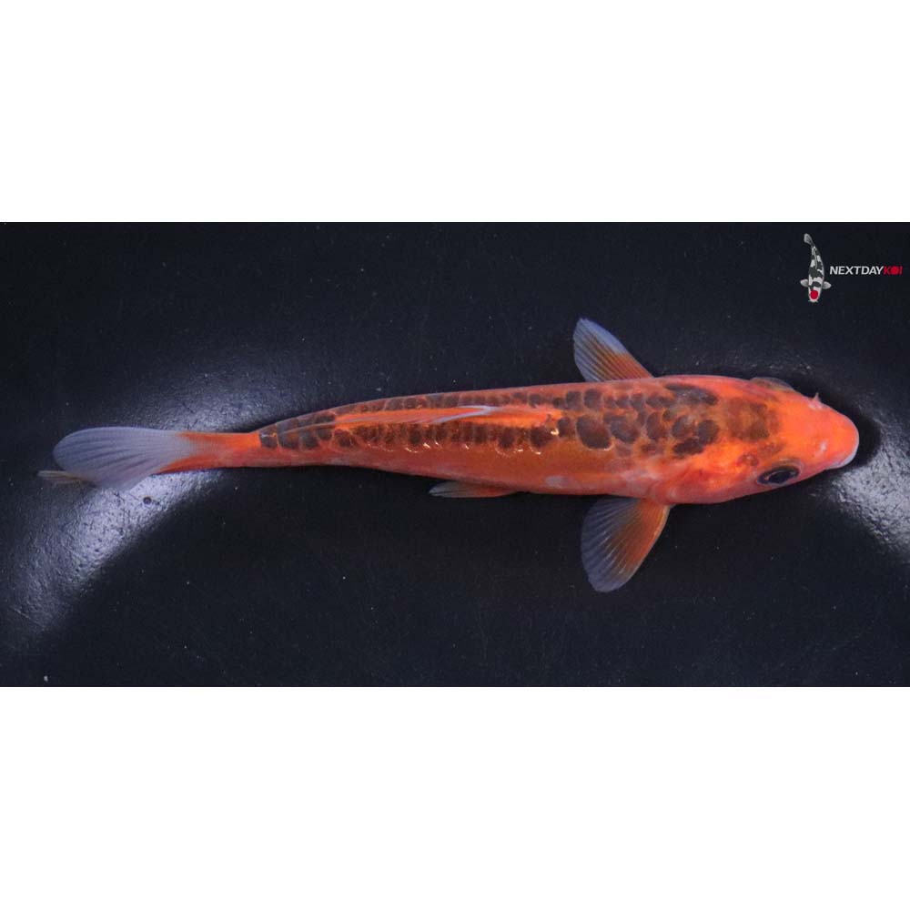 5” Imported Hana Shusui