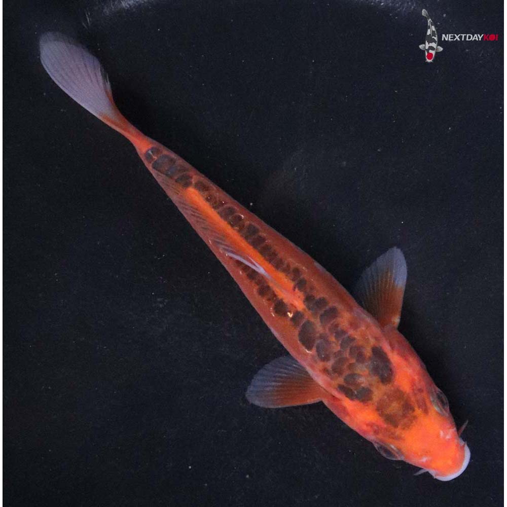 5” Imported Hana Shusui