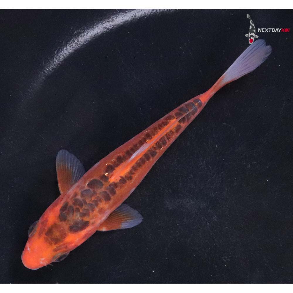 5” Imported Hana Shusui