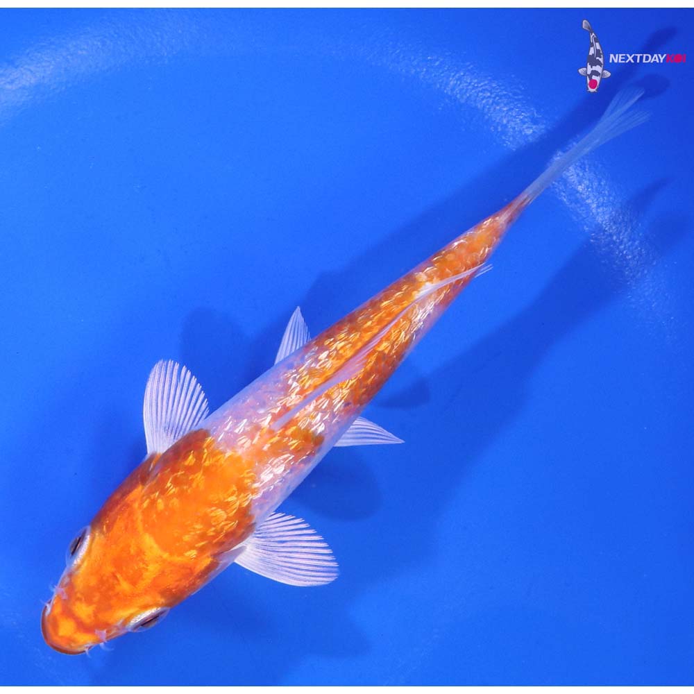 4.5” Imported Gin Rin Hariwake