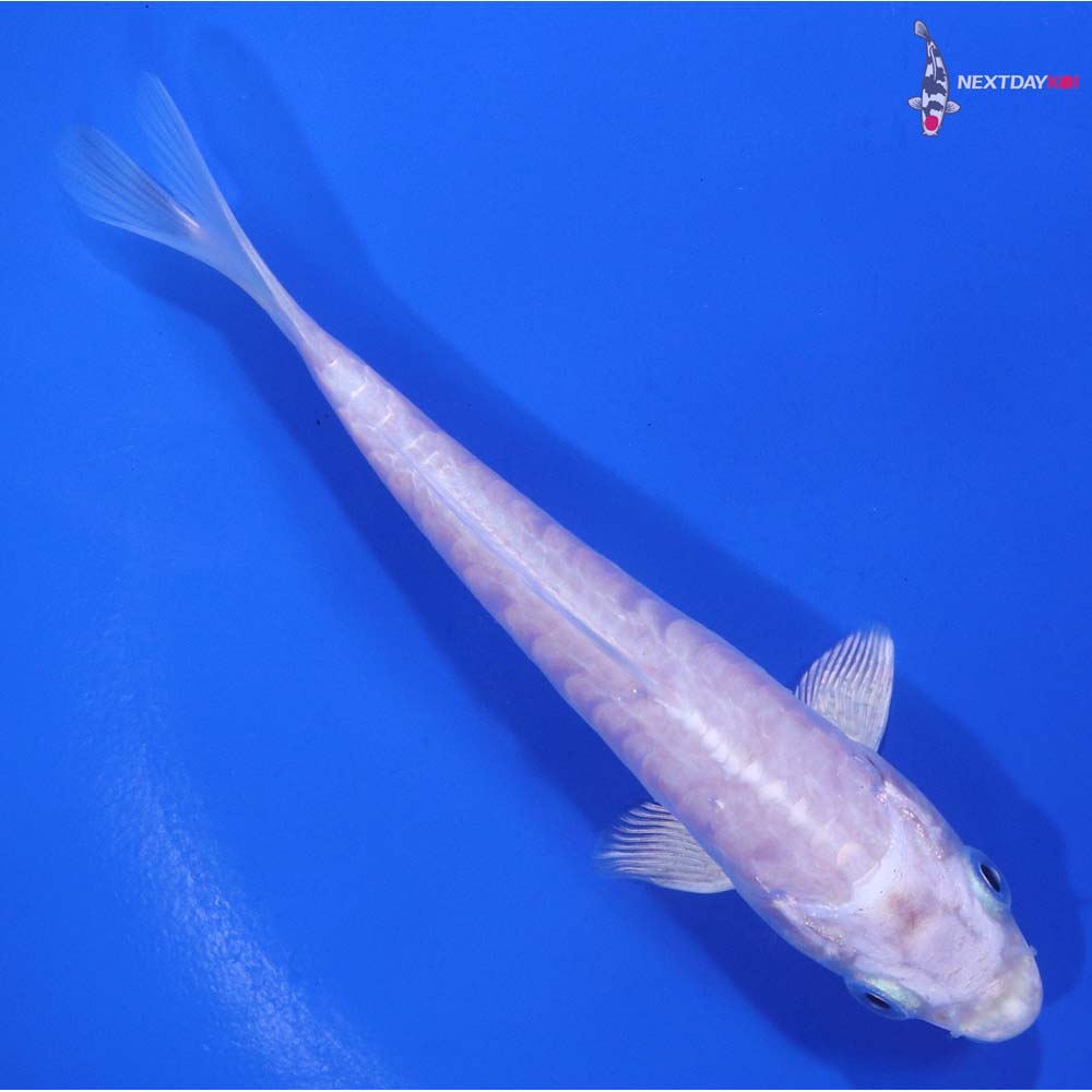 5” Imported Doitsu Platinum Ogon