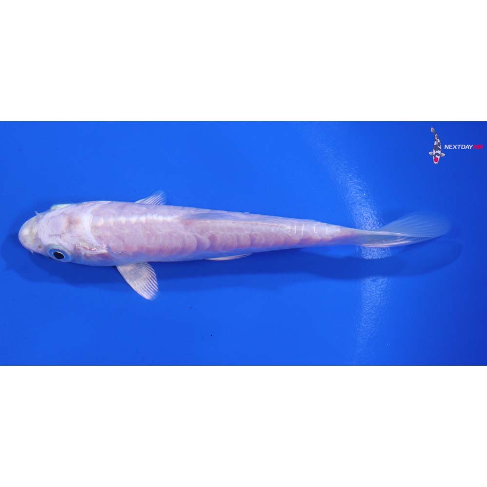 5” Imported Doitsu Platinum Ogon