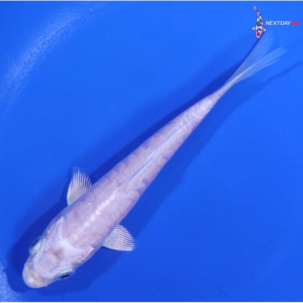 5” Imported Doitsu Platinum Ogon