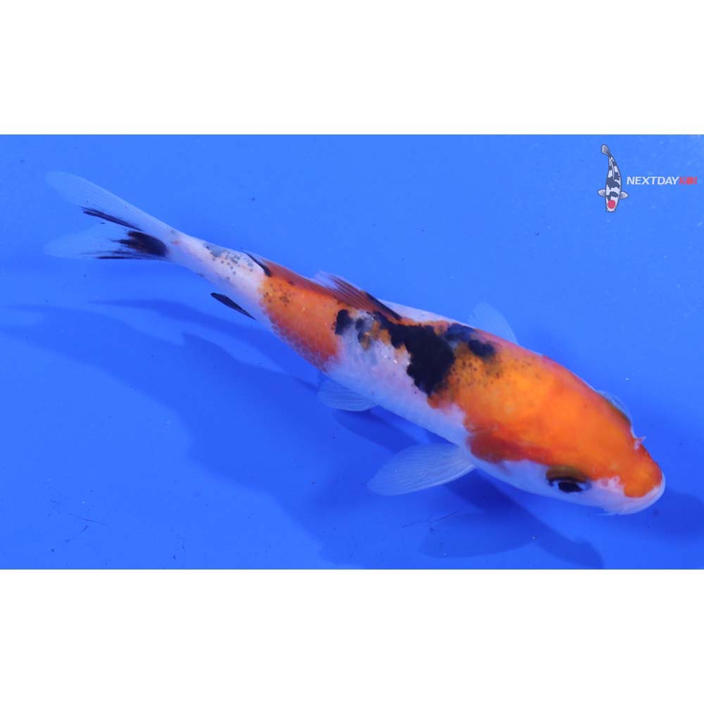 3.5” Imported Sanke
