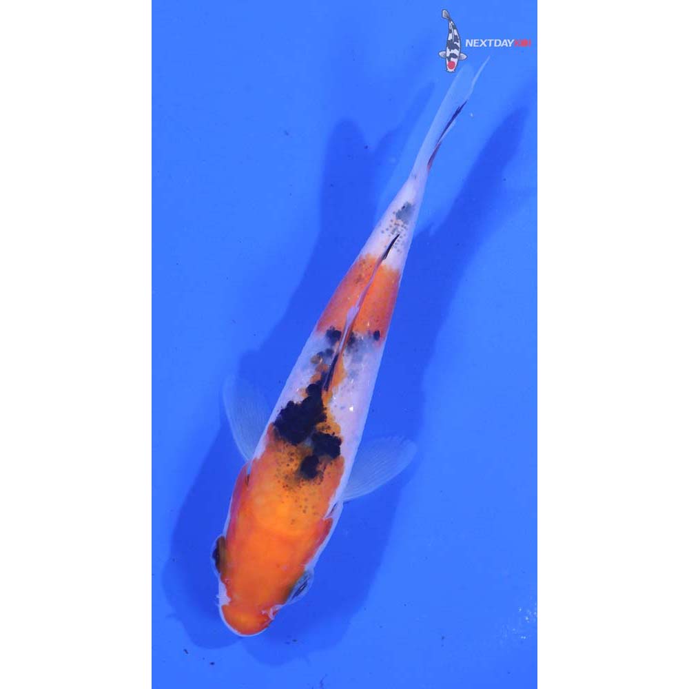 3.5” Imported Sanke