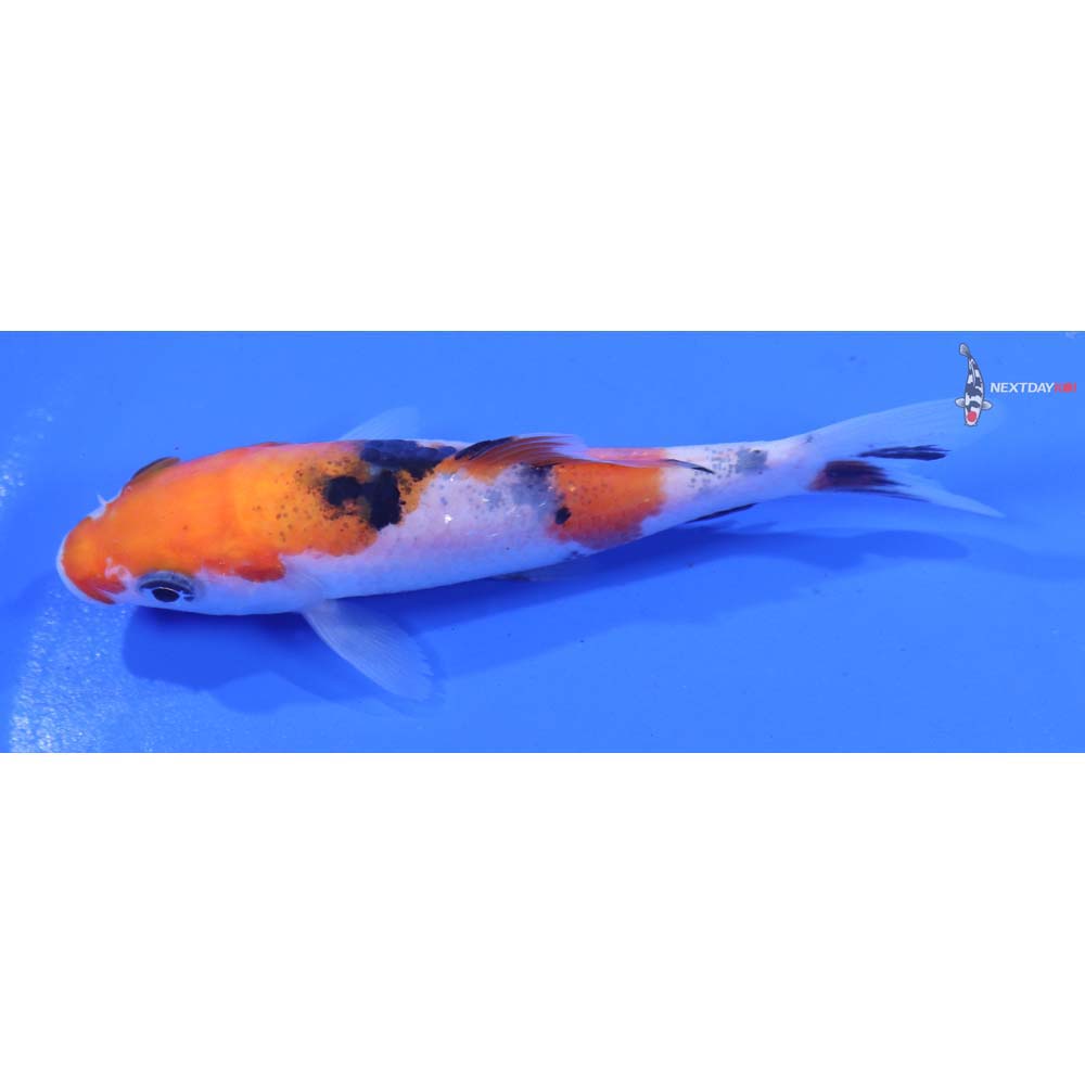 3.5” Imported Sanke