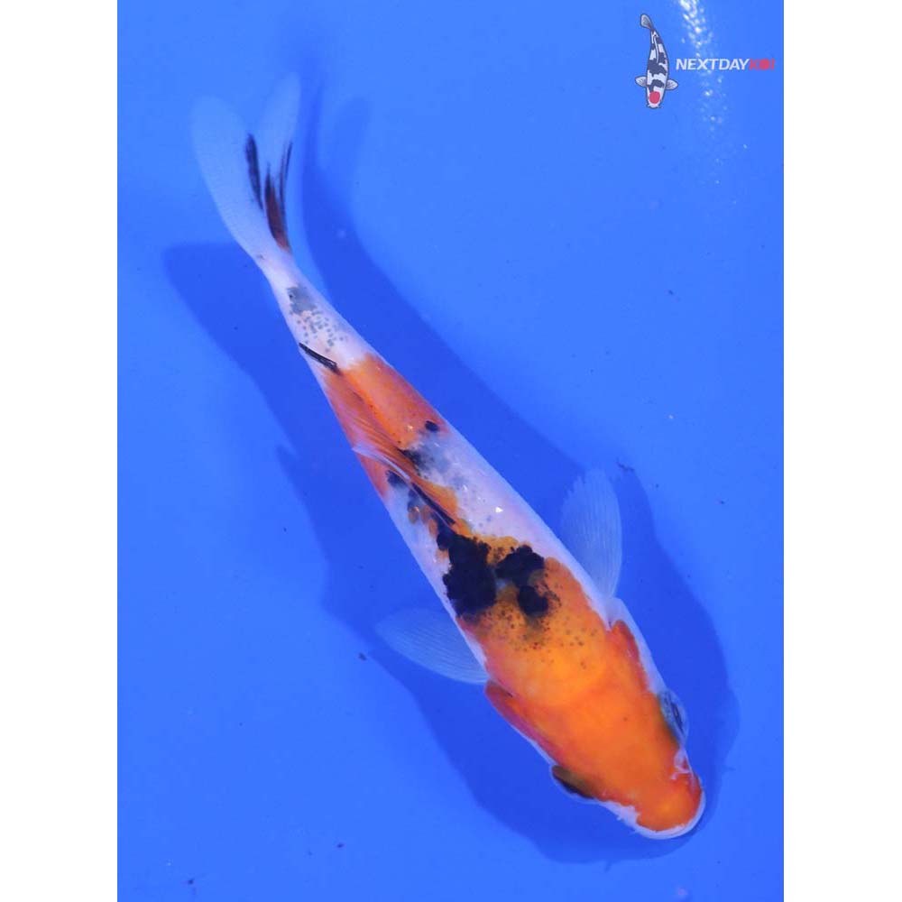 3.5” Imported Sanke