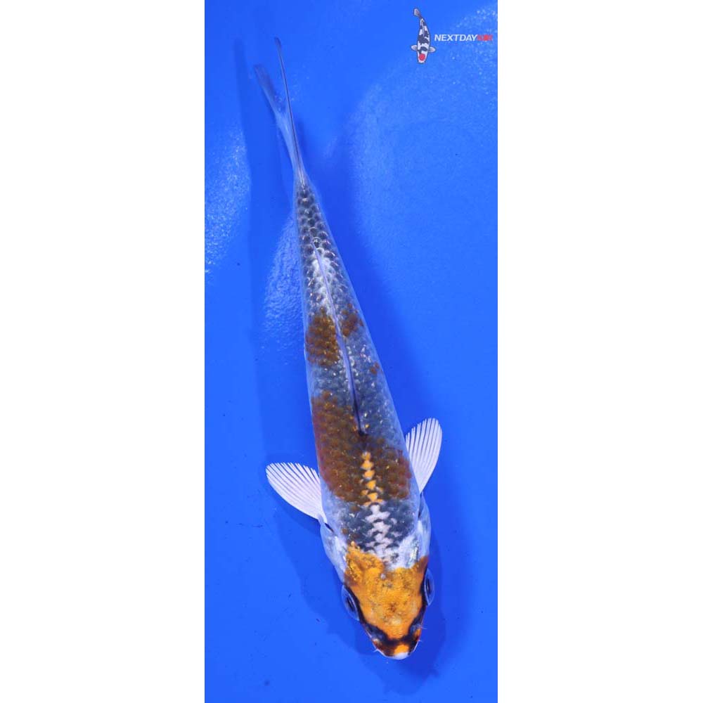 4” Imported Kujaku