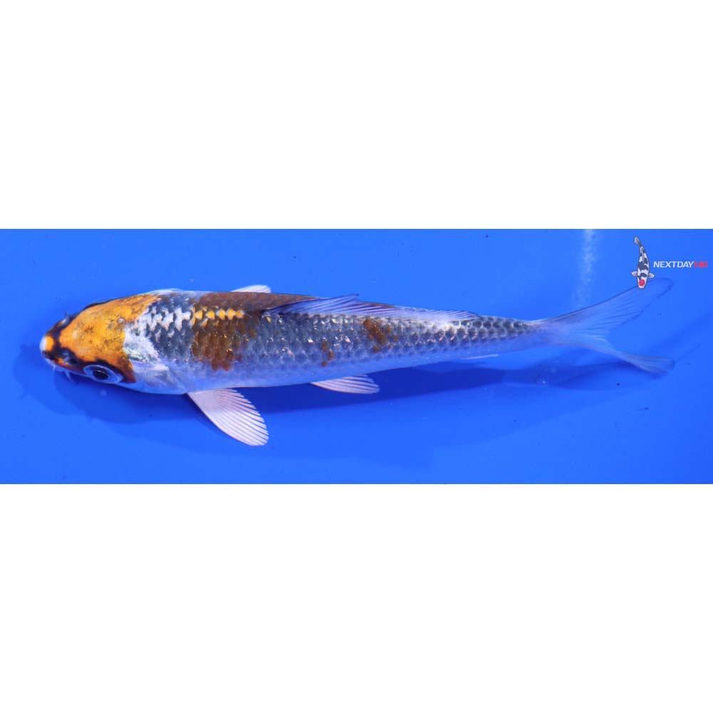 4” Imported Kujaku