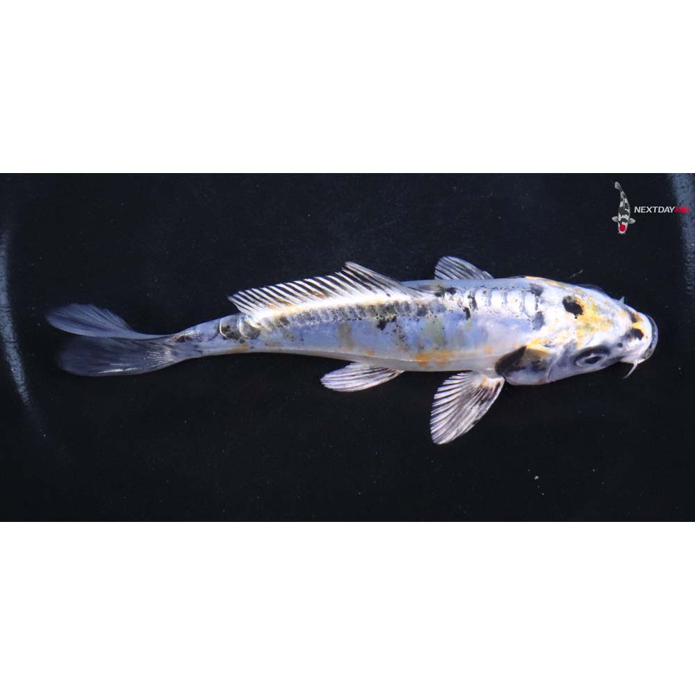 5” Imported Doitsu Blue Kujaku