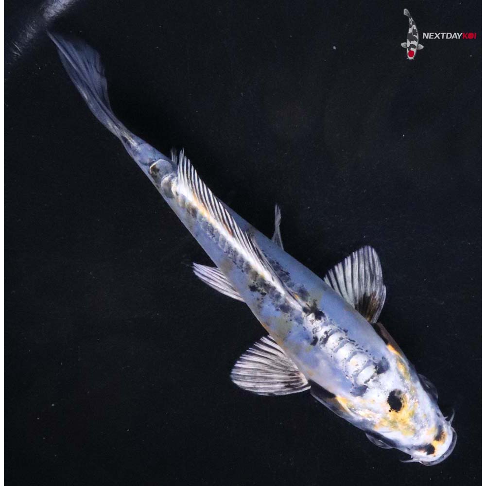 5” Imported Doitsu Blue Kujaku