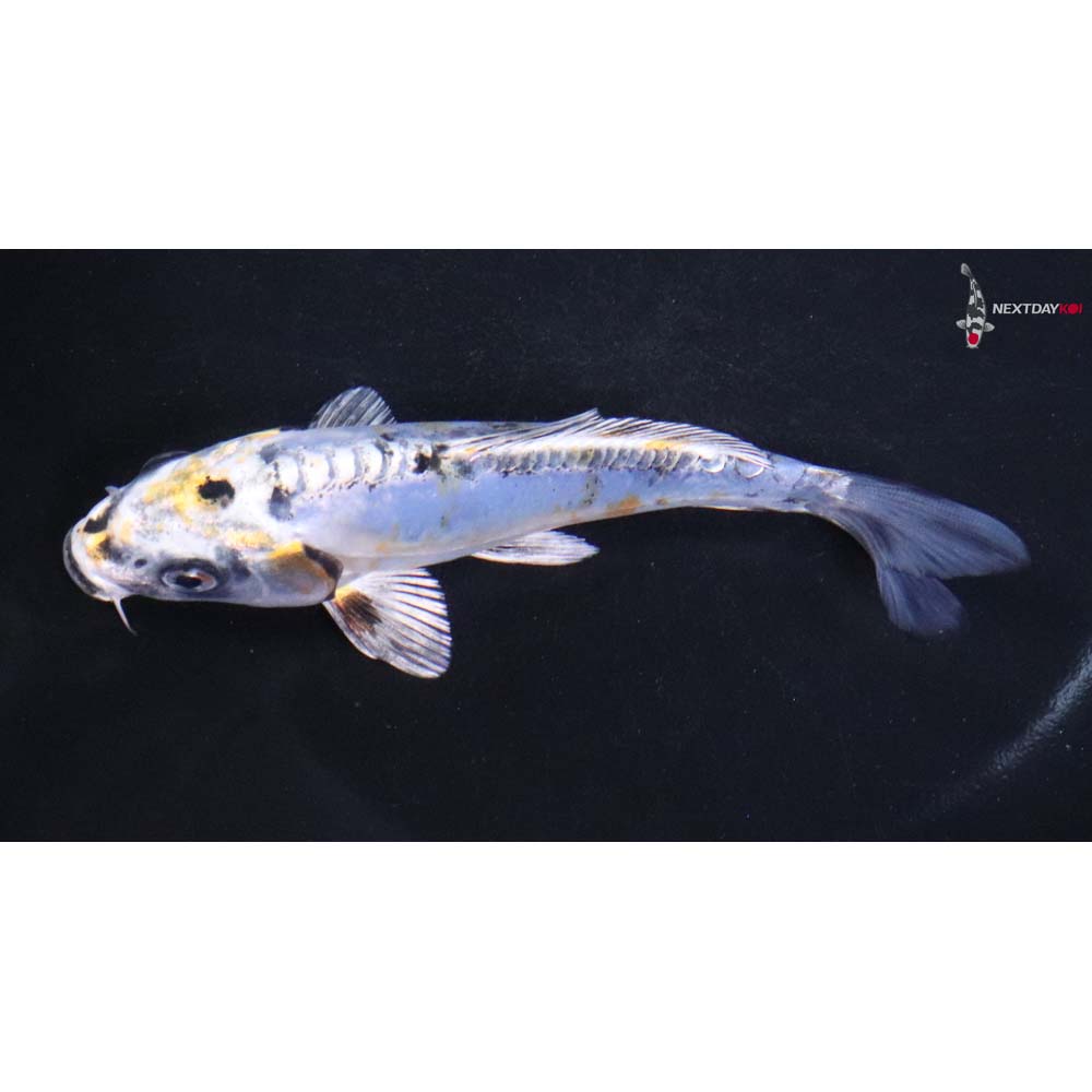 5” Imported Doitsu Blue Kujaku