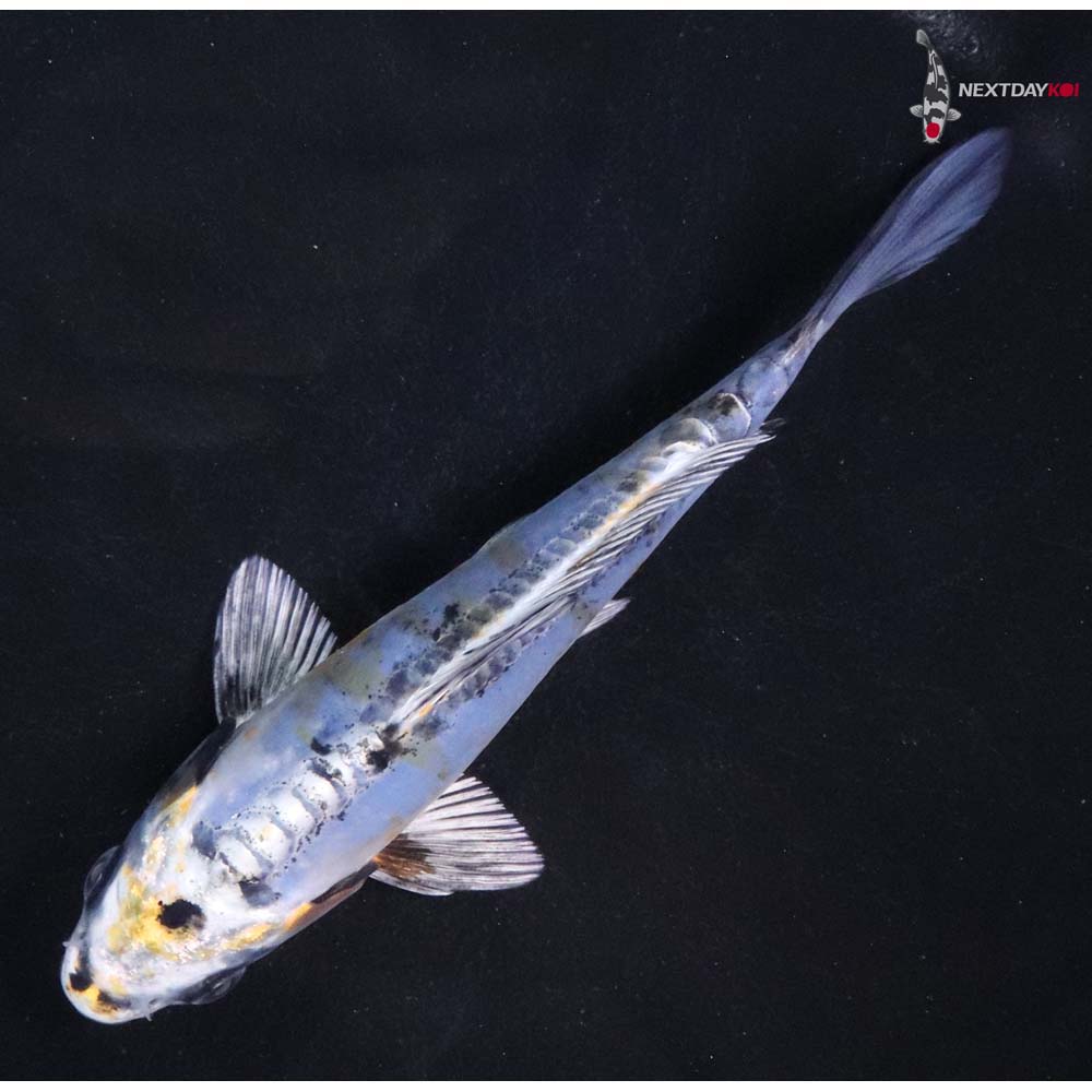 5” Imported Doitsu Blue Kujaku