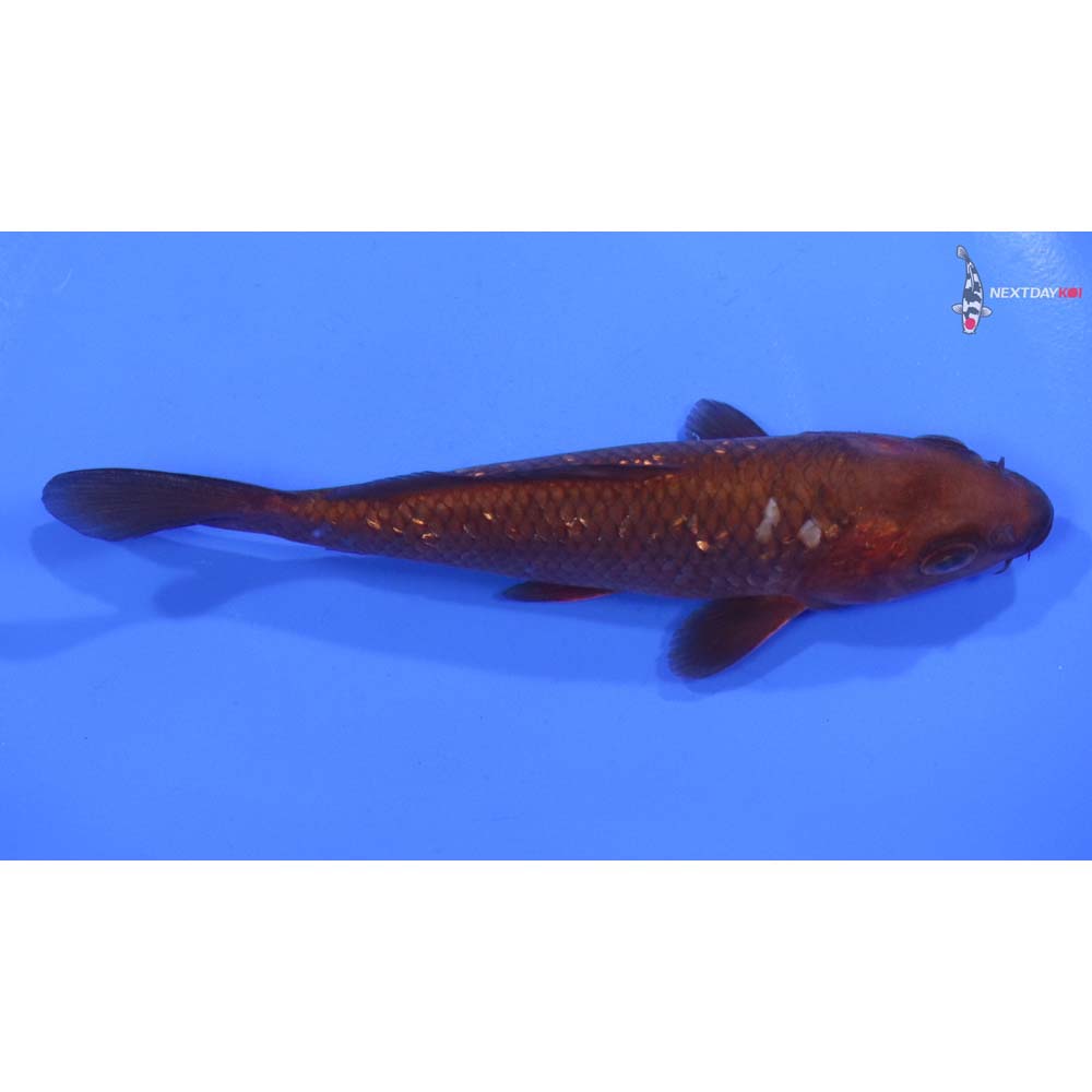 5” Imported Gin Rin Chagoi