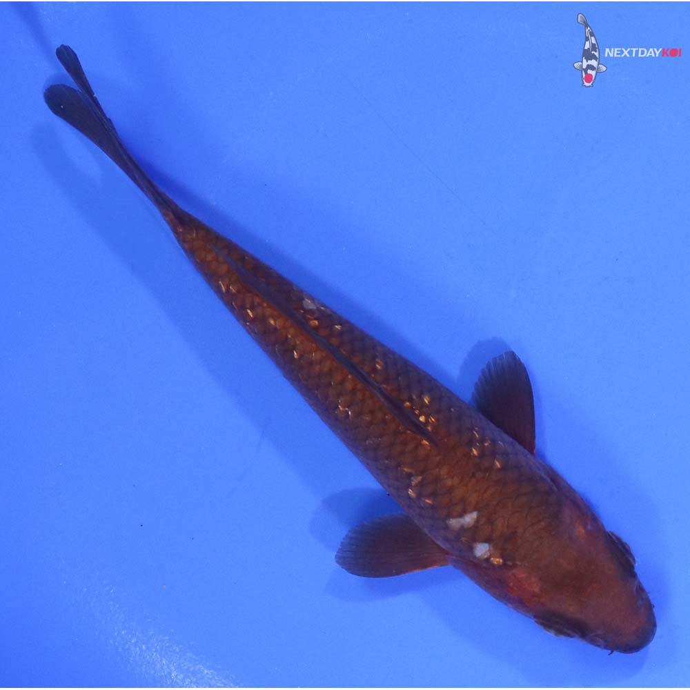 5” Imported Gin Rin Chagoi