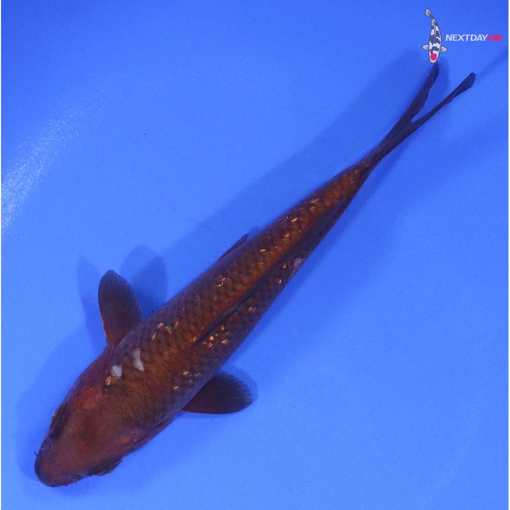 5” Imported Gin Rin Chagoi