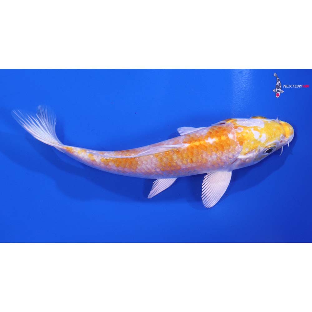 5” Imported Lemon Hariwake