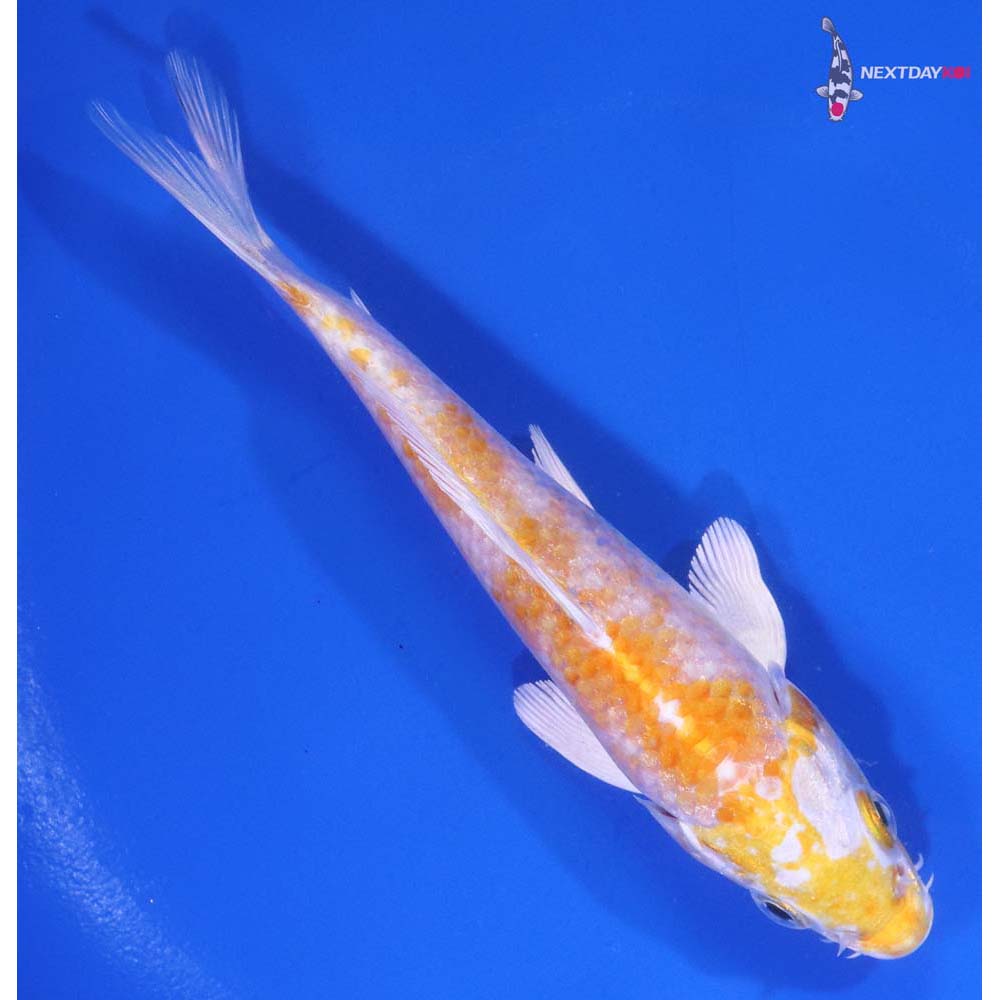 5” Imported Lemon Hariwake