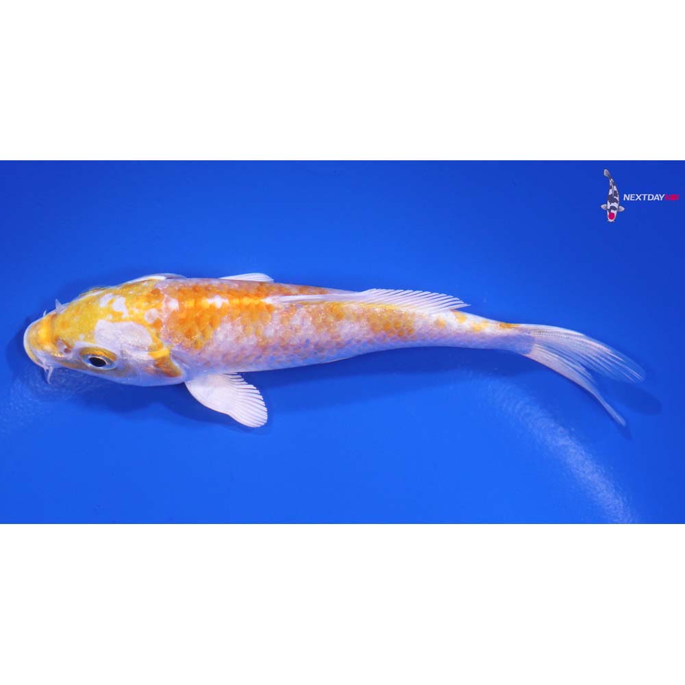 5” Imported Lemon Hariwake