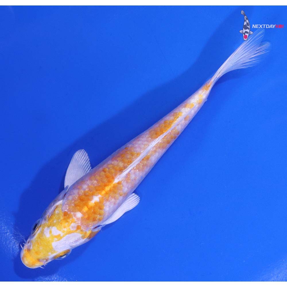 5” Imported Lemon Hariwake
