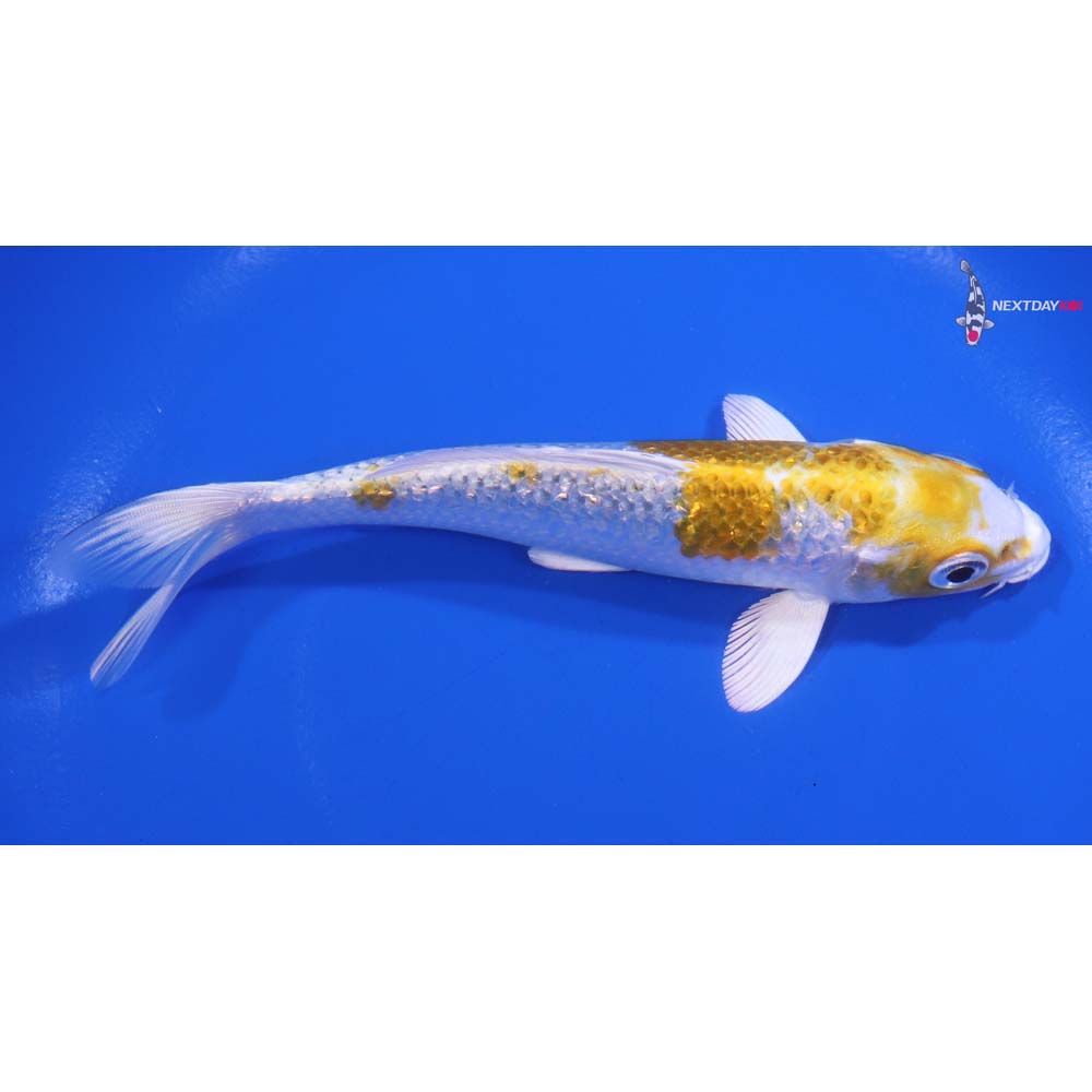 5.5” Imported Gin Rin Lemon Hariwake